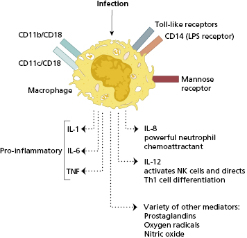 c2-fig-0003