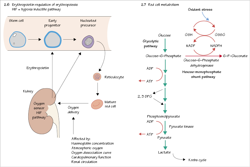 c2-fig-5003