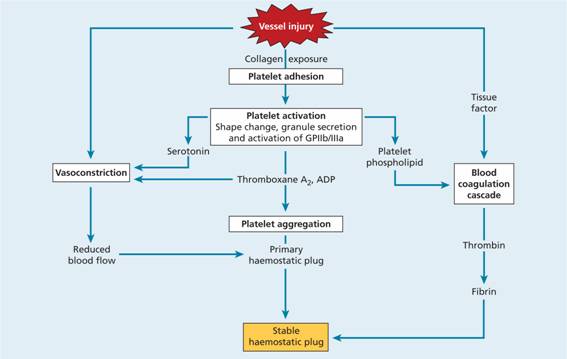 positive feedback mechanism blood clotting