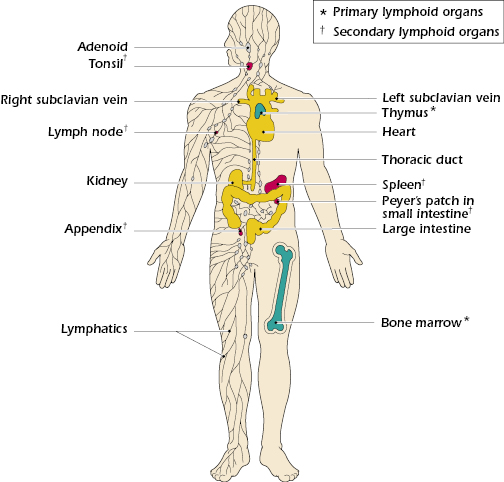 c3-fig-0001