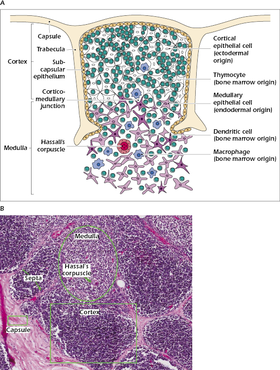 c3-fig-0002