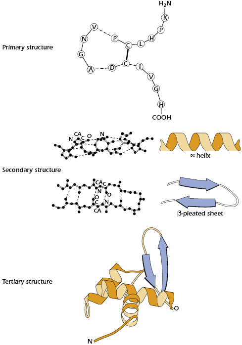 c4-fig-0001