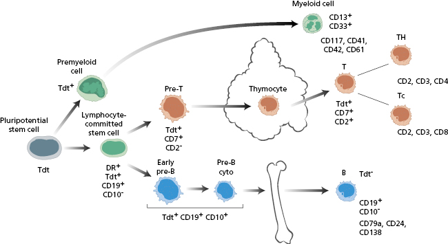 c6-fig-0004