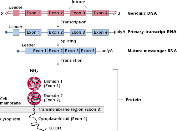 c7-fig-0001