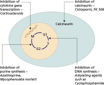 c7-fig-0001