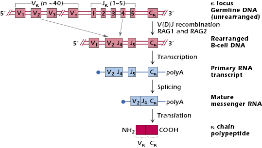 c7-fig-0002