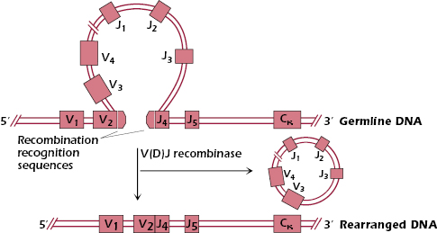 c7-fig-0003