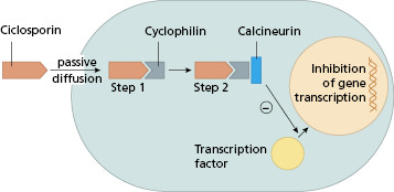 c7-fig-0003