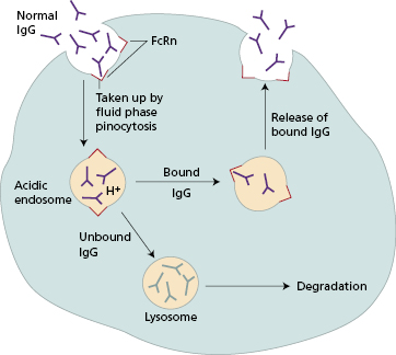 c7-fig-0004