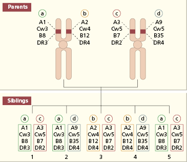 c8-fig-0002