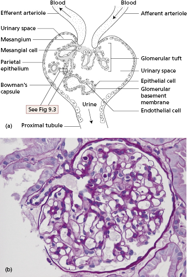 c9-fig-0002