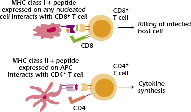 How T Cells Recognize Antigen: The Role of the Major Histocompatibility ...