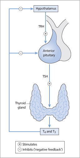 Thyroid Anatomy And Physiology | Oncohema Key