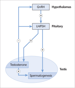 Male reproductive physiology and hypogonadism | Oncohema Key