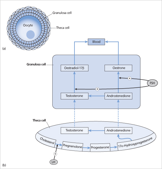 ch21-fig21.2.jpg