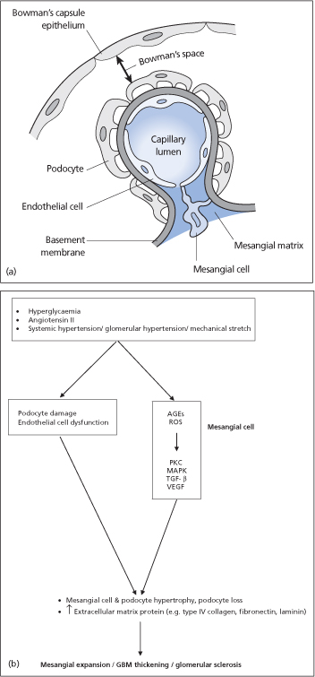 ch38-fig38.2.jpg