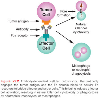 Full article: Impact of IgG subclass on monoclonal antibody