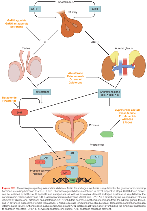 Molecular Biology of Prostate Cancer | Oncohema Key