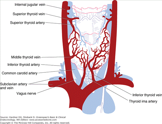 Артерии щитовидной железы. Артерии щитовидной железы анатомия. Артерии щитовидной железы схема. Щитовидная железа кровоснабжение и иннервация. Кровоснабжение щитовидной железы анатомия.