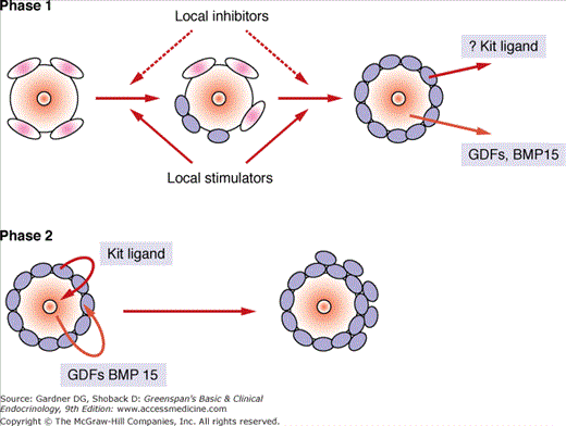 Female Reproductive Endocrinology And Infertility Oncohema Key 