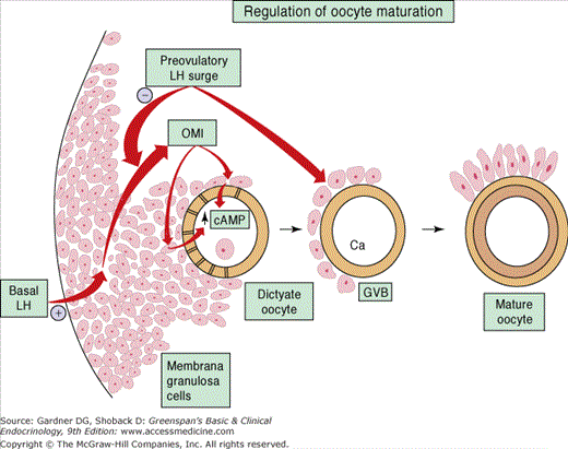 Female Reproductive Endocrinology And Infertility Oncohema Key 