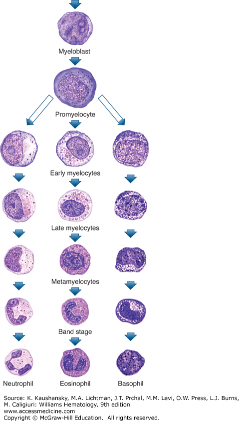 Structure and Composition of Neutrophils, Eosinophils, and Basophils ...