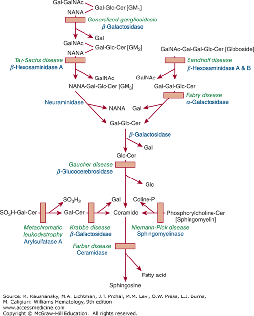 Pathophysiology Of Gaucher Disease