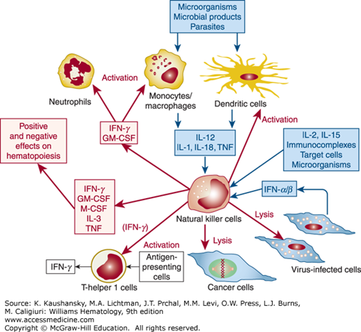 Natural Killer Cells Diagram