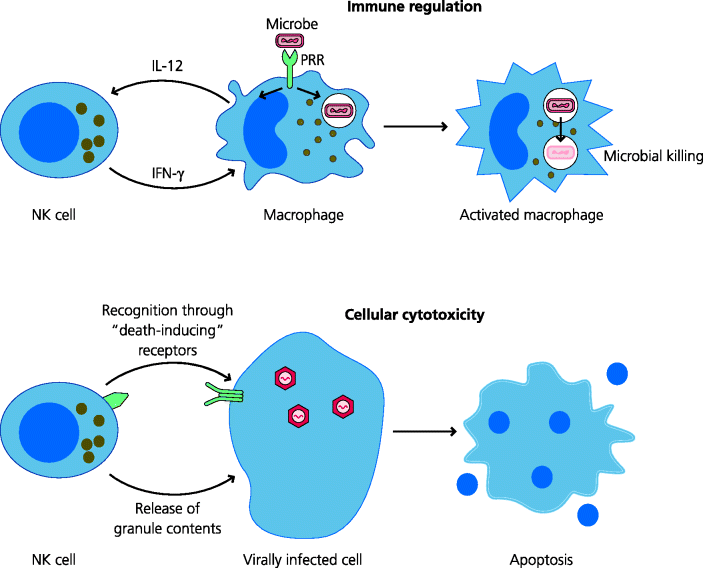 Infection and Immunity | Oncohema Key