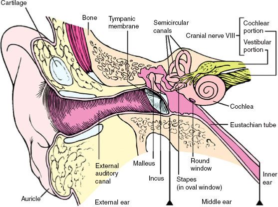 External Ear Canal Anatomy Anatomy Of External Ear External Ear Canal Anatomy Anatomy Of External Ear