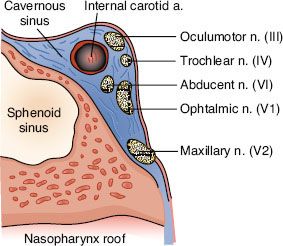 Nasopharynx | Oncohema Key