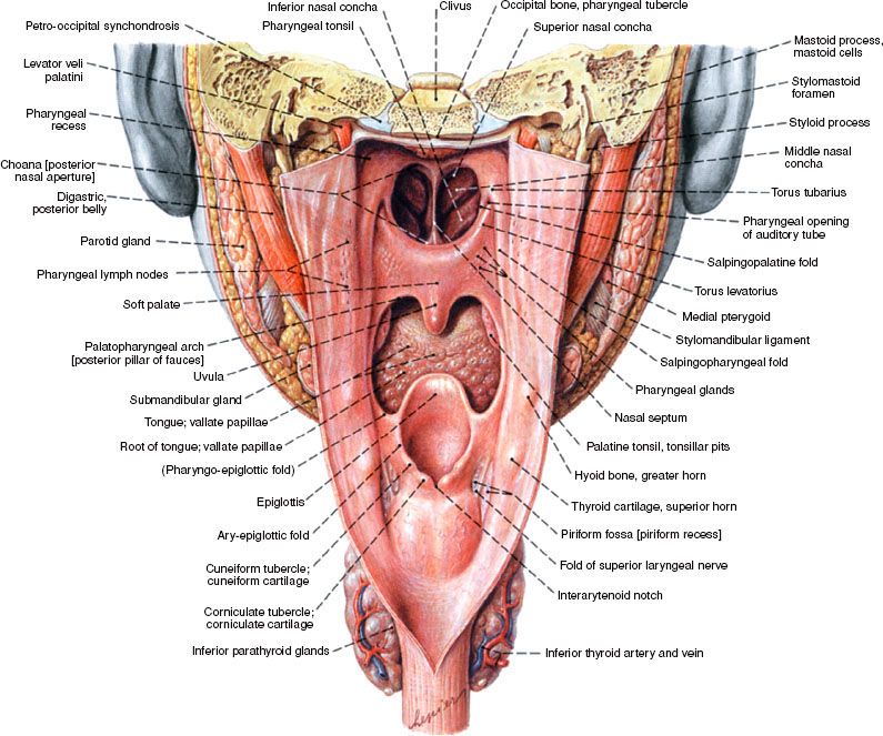 pyriform sinus anatomy