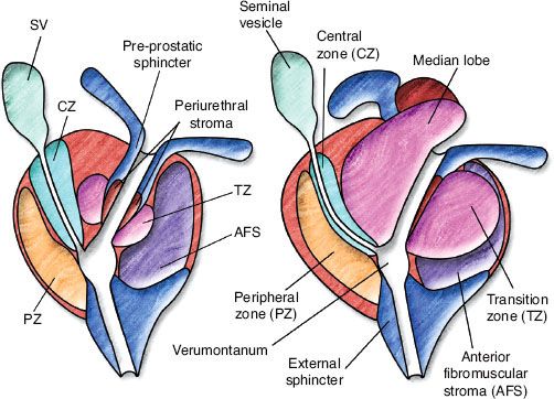 prostate gland zonal anatomy
