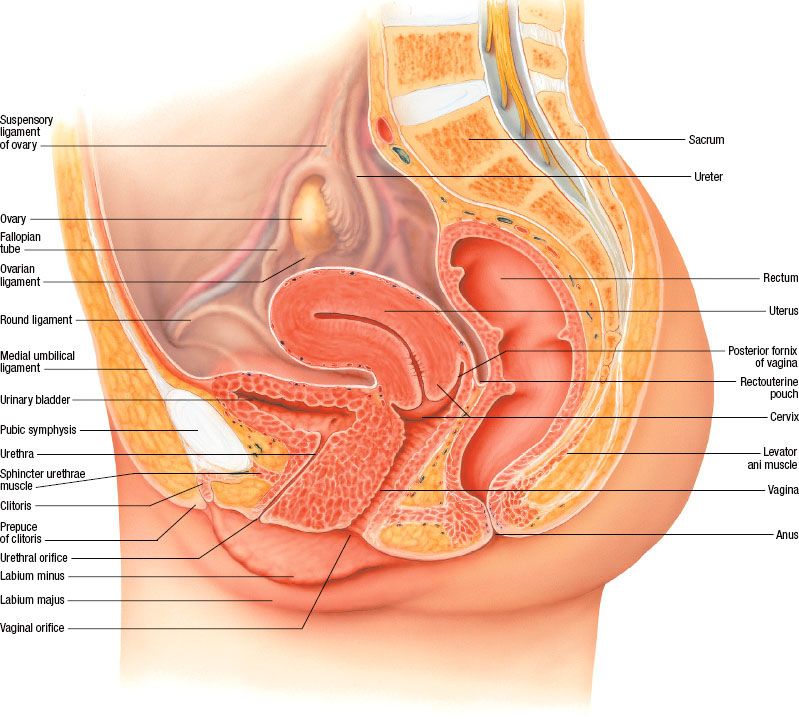 posterior cervical fornix