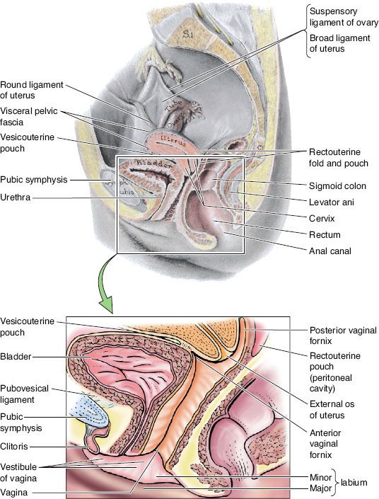 posterior cervical fornix