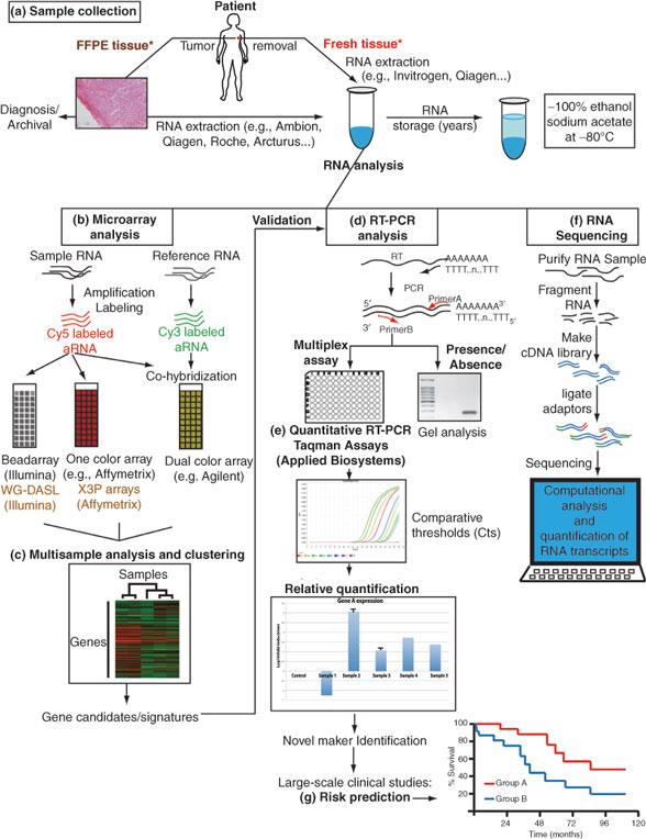 Principles of Breast Cancer Genomics | Oncohema Key