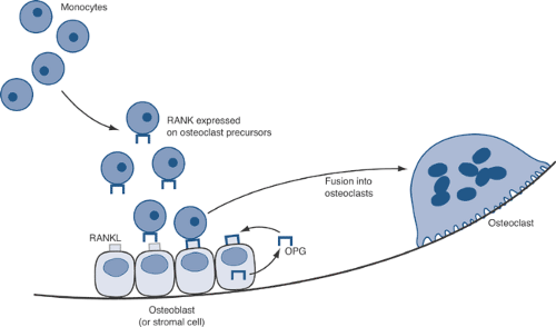 Cellular And Molecular Biology | Oncohema Key