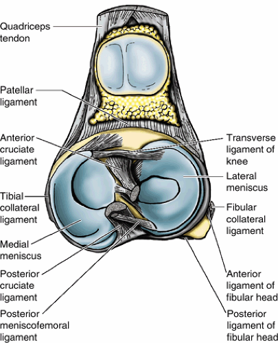 Meniscal Structure, Function, Repair, and Replacement | Oncohema Key