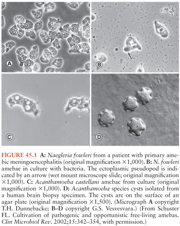 naegleria fowleri cyst