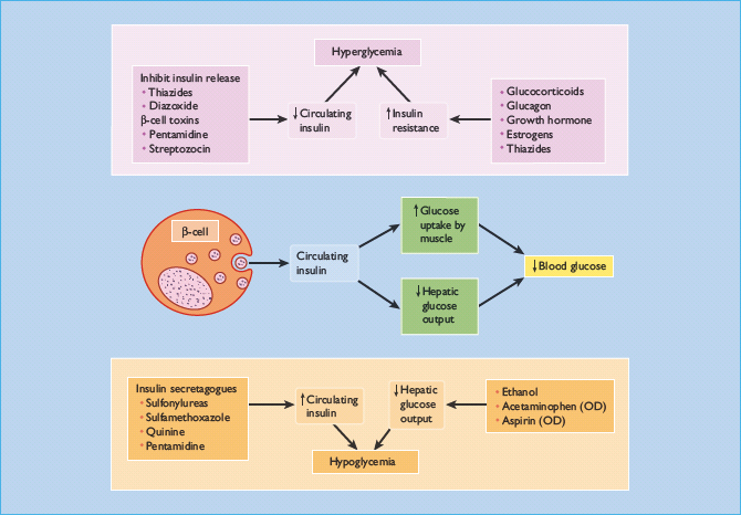 Гипергликемия инсулин. Insulin in Blood. Пентамидин механизм действия. Стрептозоцин.