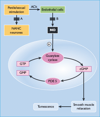 Sexual Function in Men and Woman with Diabetes Oncohema Key