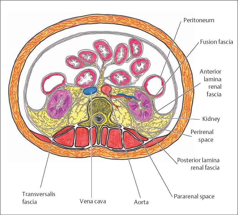 Retroperitoneal Space