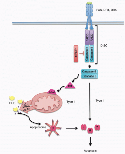 Cell-Mediated Cytotoxicity | Oncohema Key