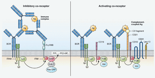 B-Lymphocyte Receptors, Signaling Mechanisms, And Activation | Oncohema Key