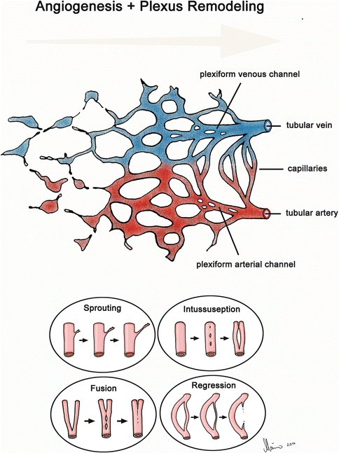 A141050_2_En_1_Fig3_HTML.gif