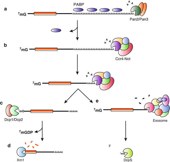 mechanisms-of-post-transcriptional-gene-regulation-oncohema-key