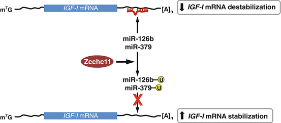 A319527_1_En_2_Fig4_HTML.gif