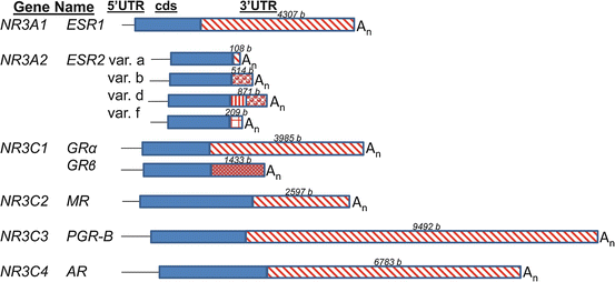 A319527_1_En_5_Fig1_HTML.gif