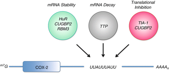 A319527_1_En_9_Fig3_HTML.gif