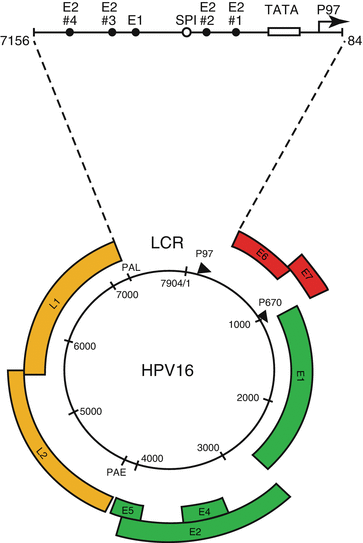 Hpv cancer mechanism